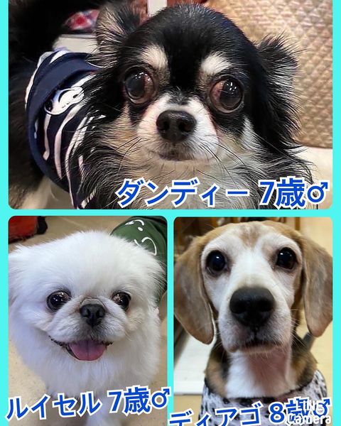 🐾今日の里親様募集中ワンコ🐶メンバーです🐾2022,11,28【保護犬カフェ天神橋店】